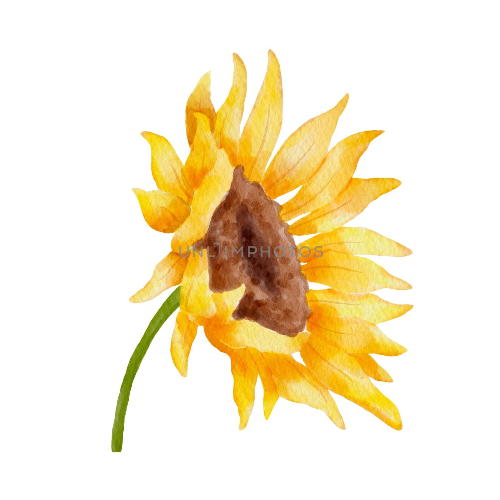 Watercolor sunflower. Colorful botanical hand drawn flower illustration isolated on white by ElenaPlatova