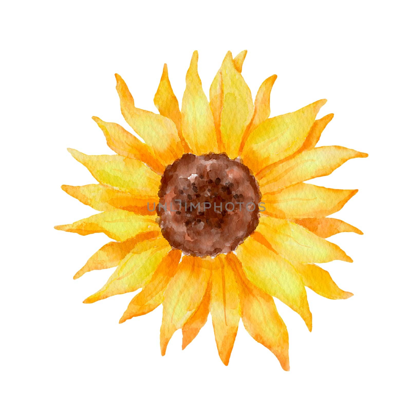 Watercolor sunflower. Colorful botanical hand drawn flower illustration isolated on white by ElenaPlatova