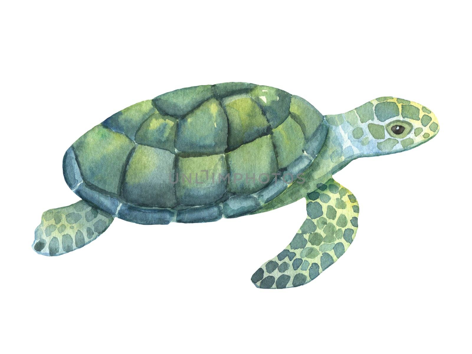 Watercolor swimming turtle isolated on white background. Hand drawn illustration of ocean or underwater animal by ElenaPlatova
