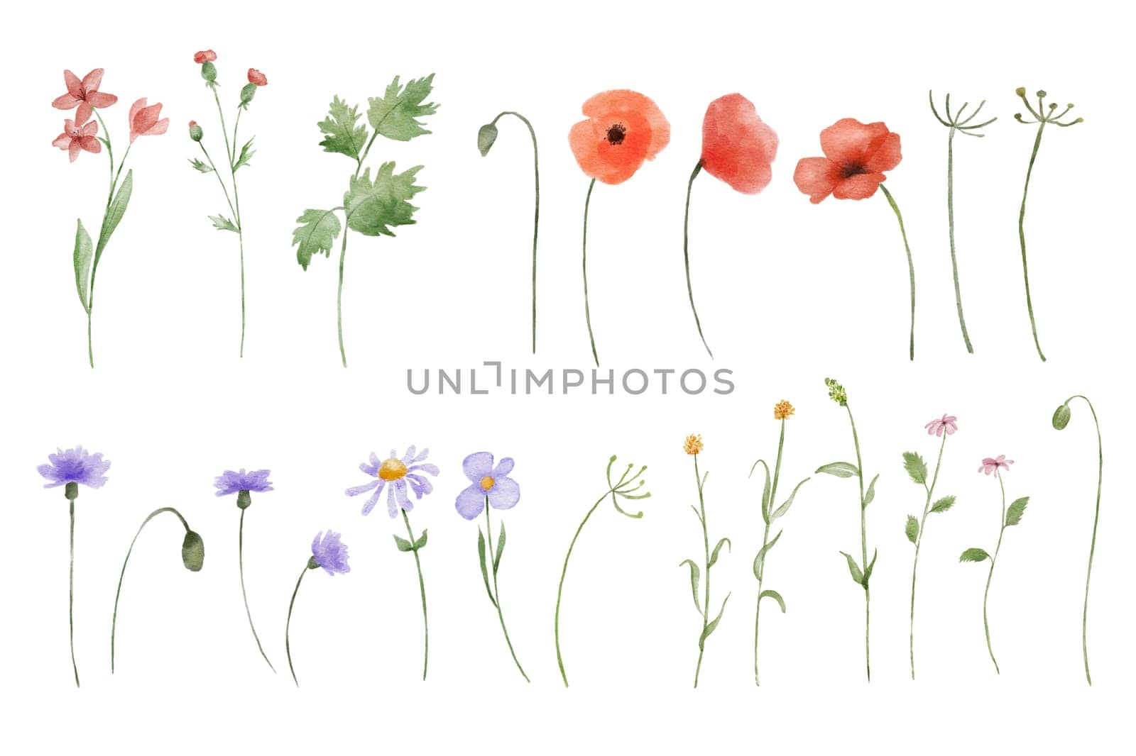 Set of watercolor illustrations of red poppy wildflowers isolated on white background. Hand painted illustrations collection by ElenaPlatova