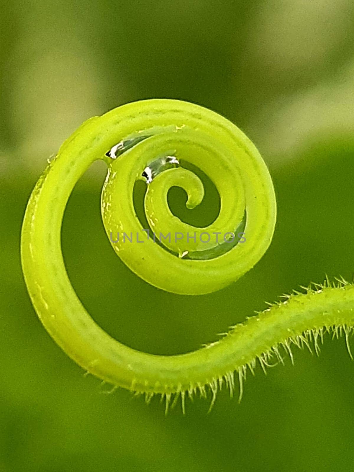 Close-up of the mustache rings of a cucumber after the rain against the backdrop of greenery.