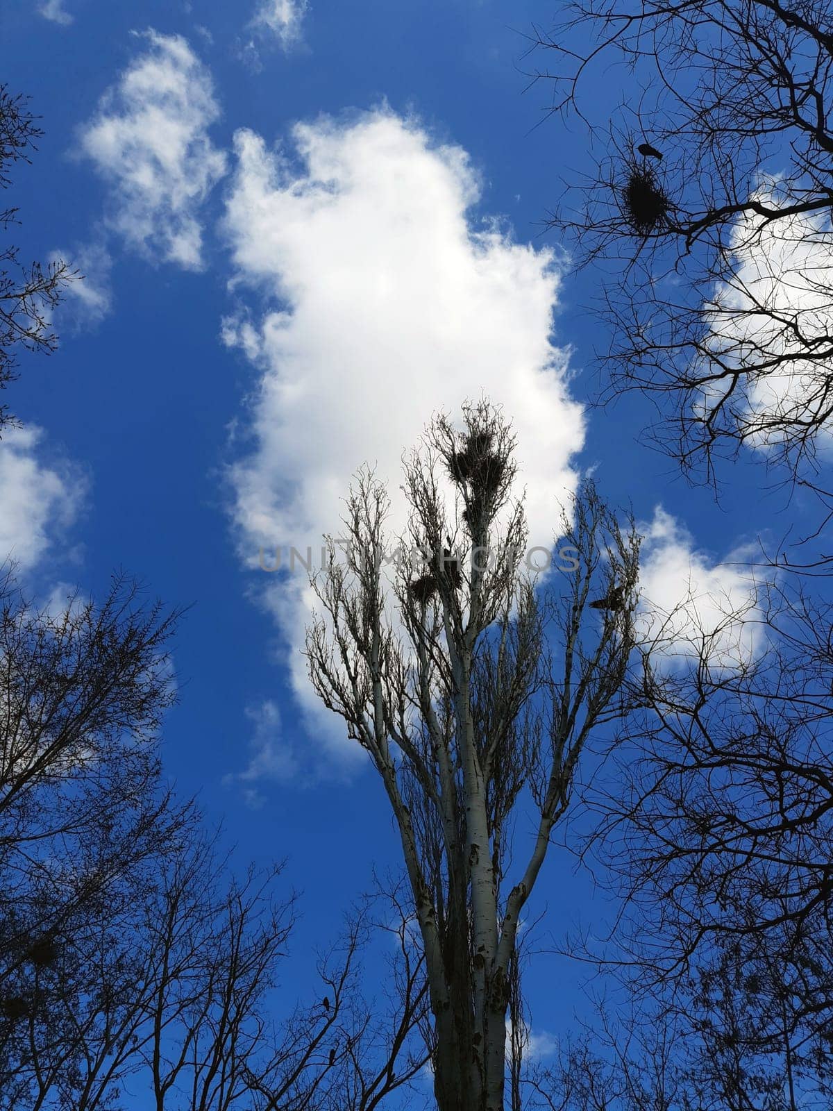 On a spring day, crows build their nests on a tall tree in the park. Crows nest on a tree.