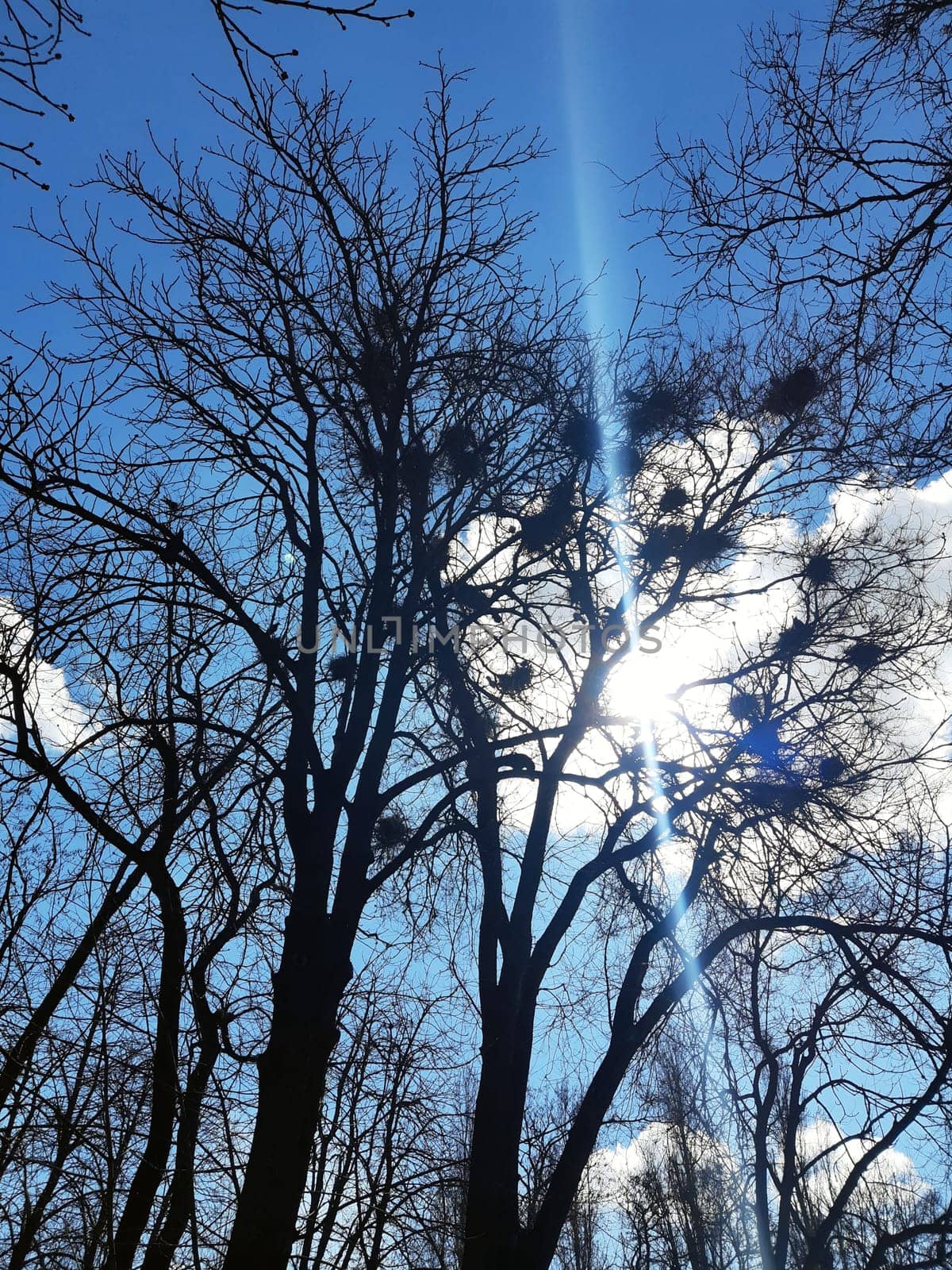 Crows nest on a tall tree in the park by Endusik