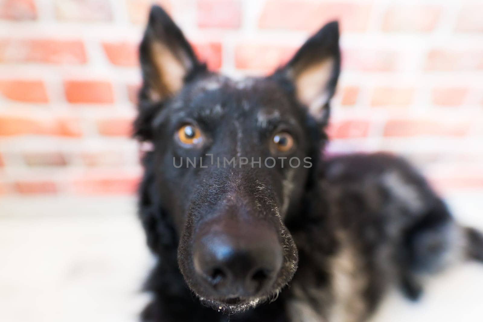 Black curly dog closeup portrait in studio, posing, smiling by Zelenin