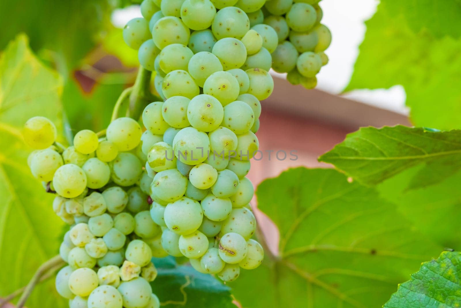 Ripe white grape bunches on a vineyard in summer. Good harvest for prosecco or sparkling wine production by vladimka