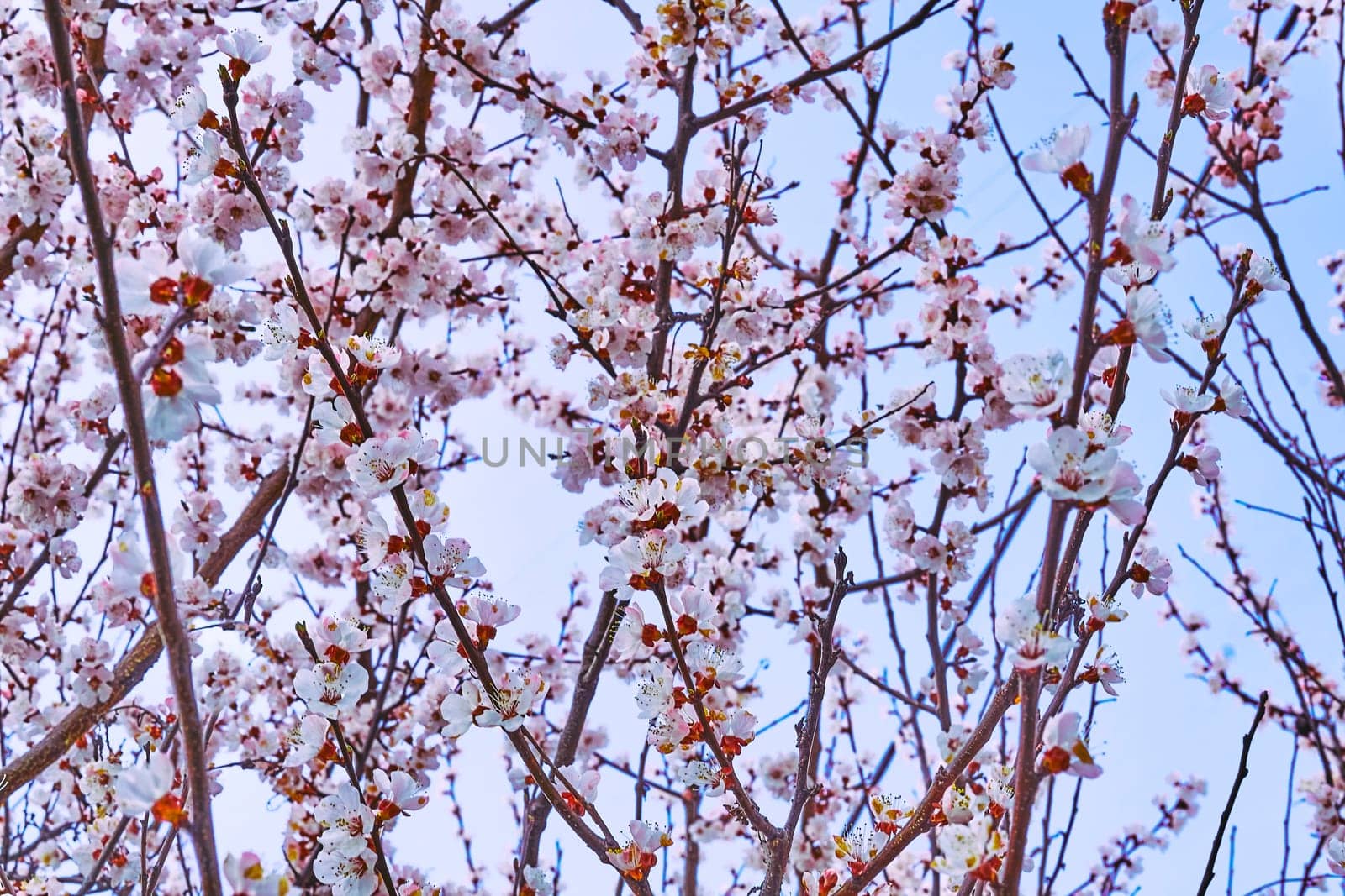 the season after winter and before summer, in which vegetation begins to appear. Lovely delicate flowers of spring fruit trees.