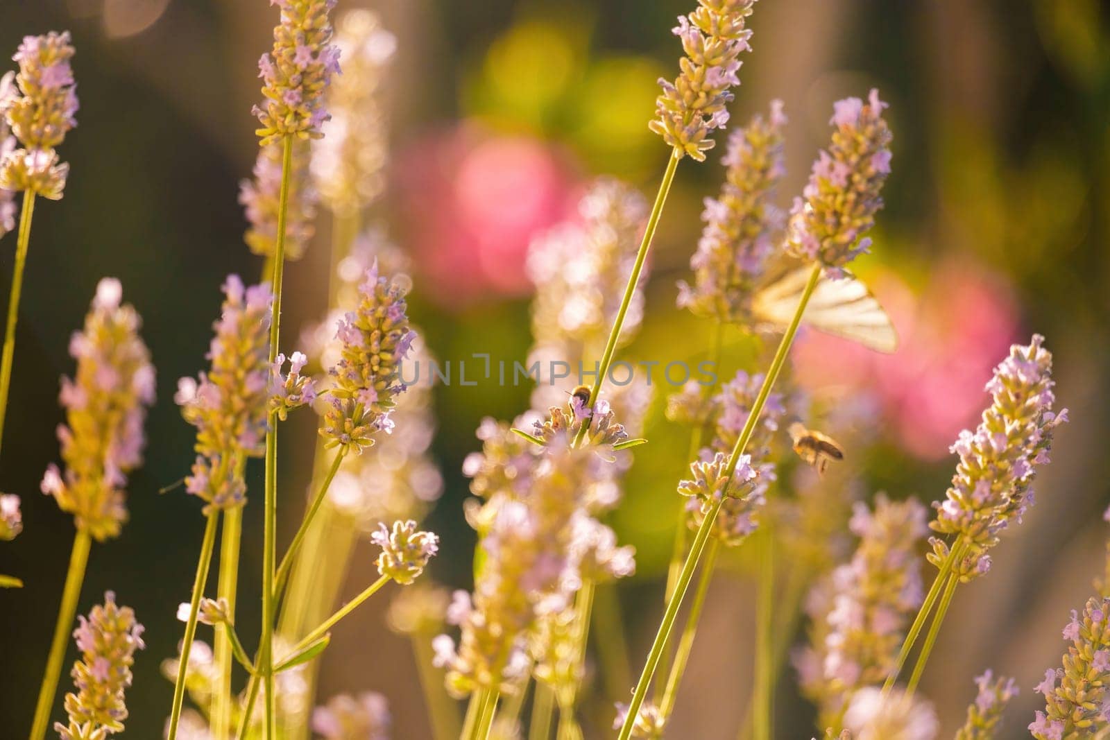 Honey bee collecting pollen on flowers in the sunny day on the blurred background, close up.
