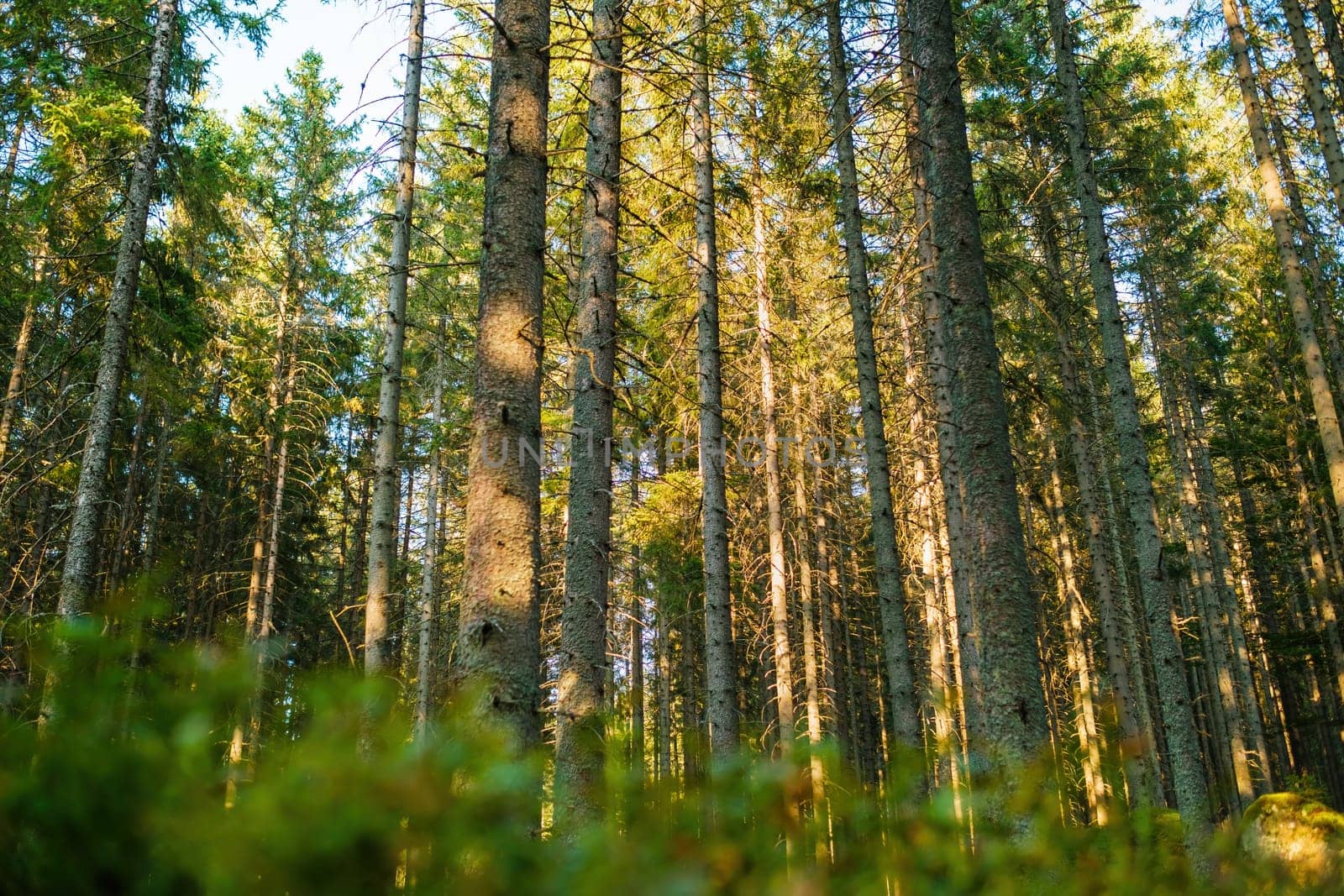 Beautiful forest with sun light through the trees. by vladimka