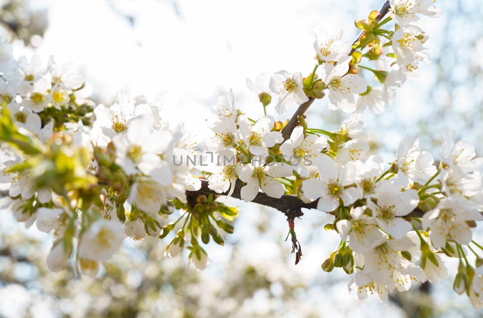 Cherry flowers, white in clusters on a branch of a cherry tree. Shallow depth of field.