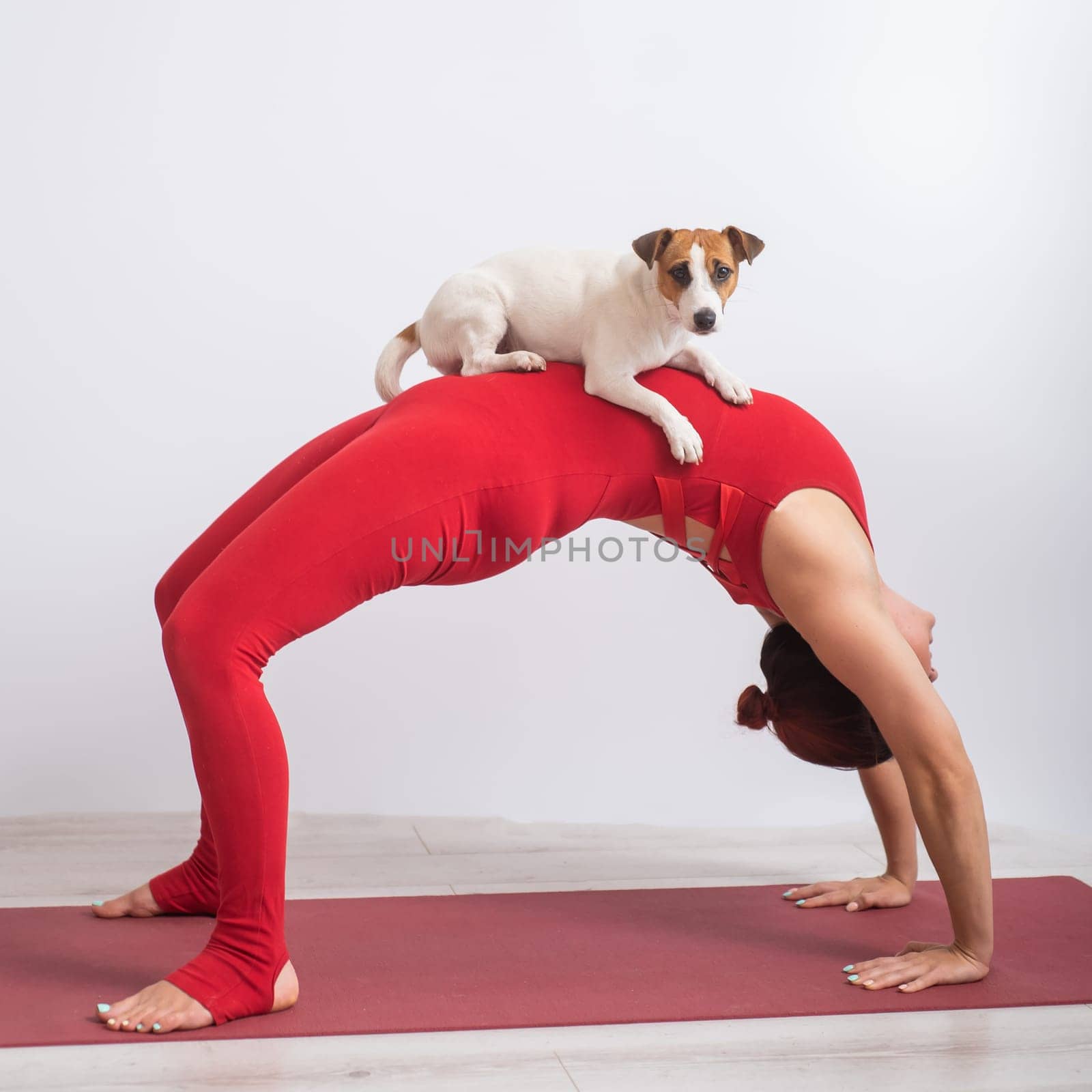 Woman in bridge pose with dog. Girl doing yoga with her pet. by mrwed54