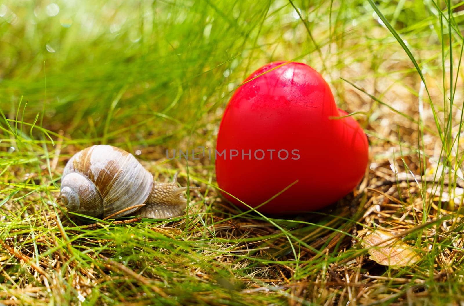 The snail crawls near the heart, which lies in the grass. by Sd28DimoN_1976