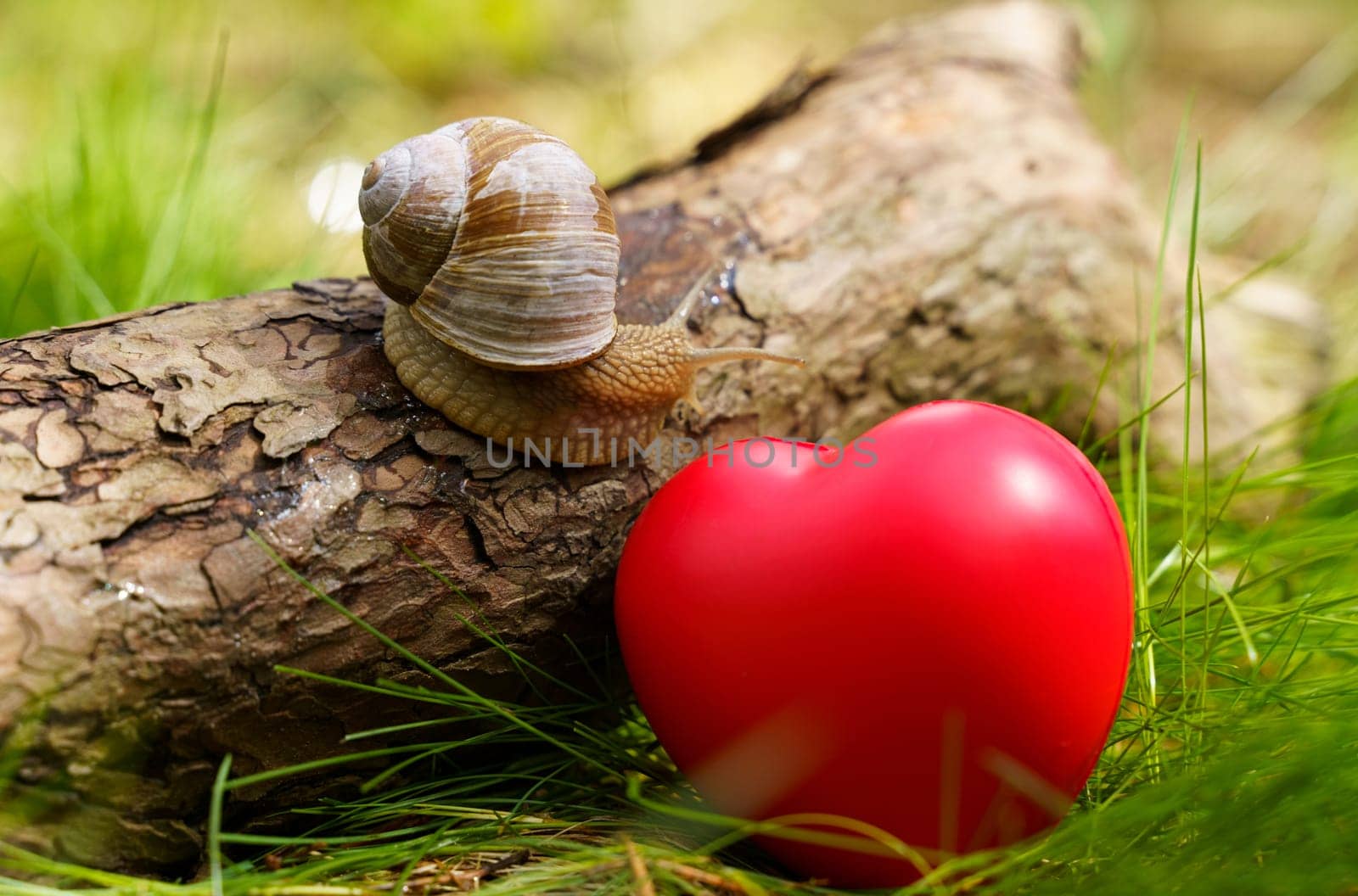 The snail crawls up the tree near the heart, which lies in the grass. Concept of ecology and positive
