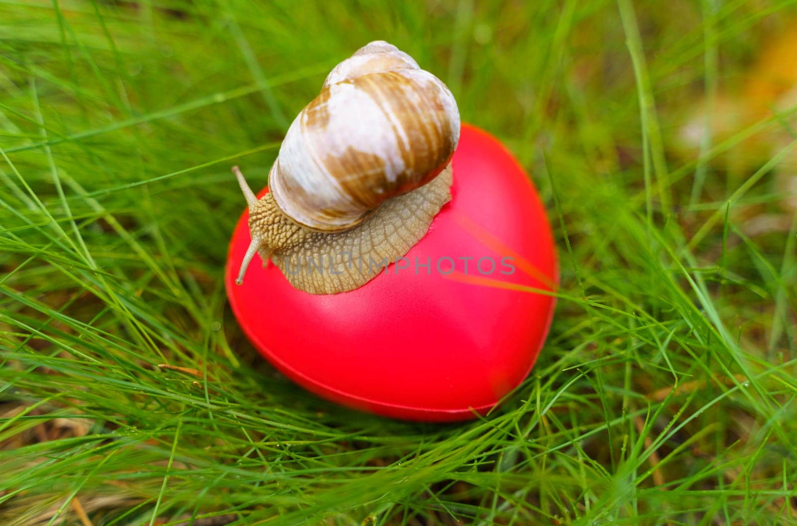 The snail crawls over the heart. The heart lies in the grass. Concept of ecology and positive