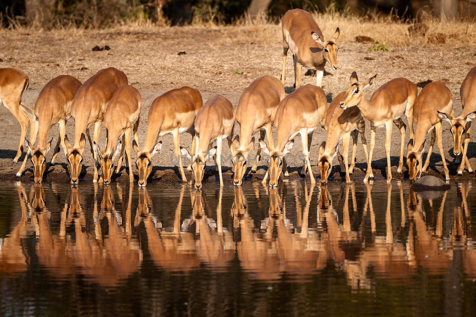 Impala at waterhole by Giamplume