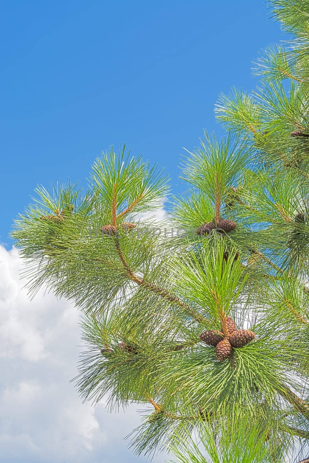 Pine cones on the branch on blue sky background.