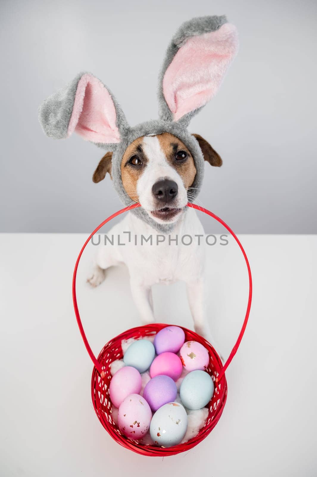 Top view of cute jack russell terrier dog in a bunny rim holding a basket with painted easter eggs on a white background