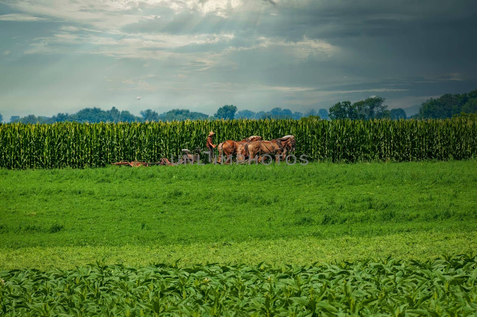 View of an Amish Farmer Using Four Horses to Cut Alfalfa for Harvesting on a Sunny Summer Day