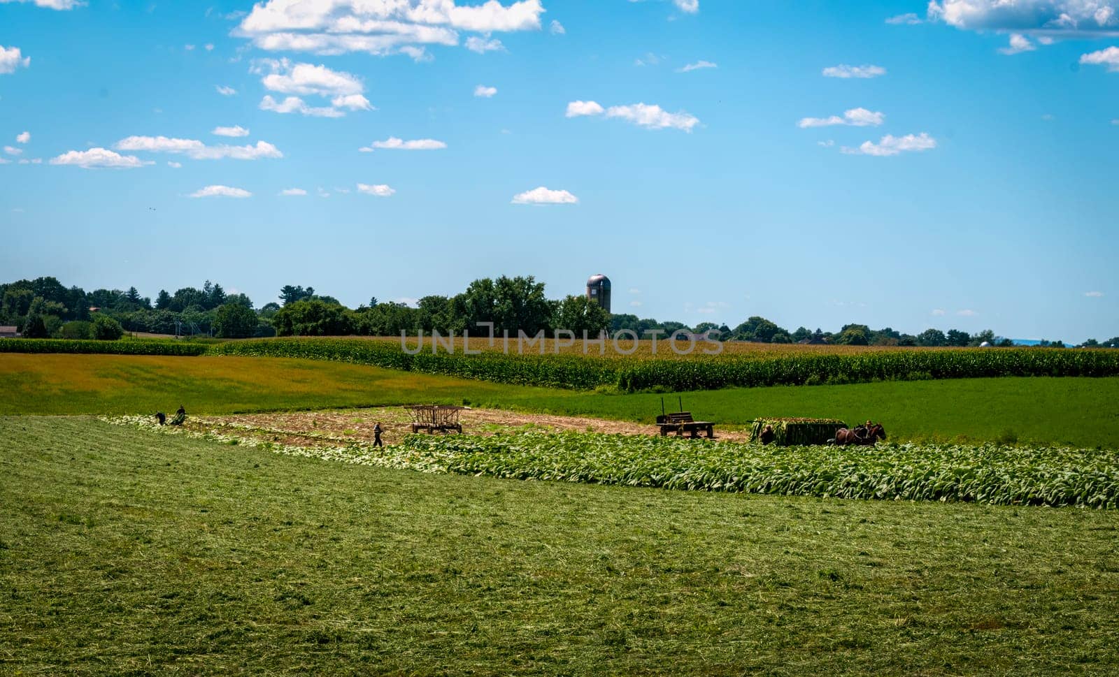 A View of an Amish Man Putting Harvested Tobacco on a Wagon to Bring To Barn for Drying on a Sunny Summer Day.