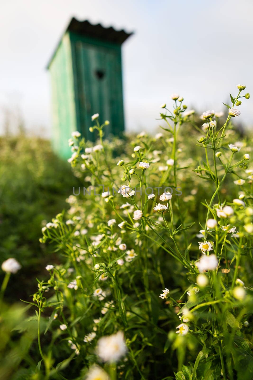 Toilet in a field of daisies. Vintage toilet. An outdoor rustic green toilet with a heart cut out on the door