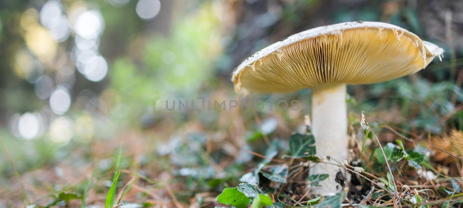 Ripe mushroom in summer forest scene banner with copy space. Mushroom macrophoto. Natural mushroom growing and pick up. Ecotourism activity. Copy space and empty space for text by Satura86