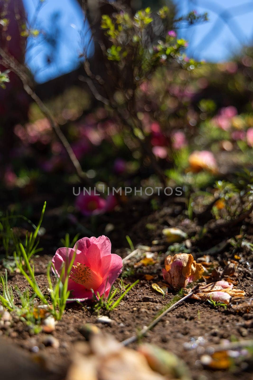 A vibrant purple flower is lying on the ground in front of a lush green bush in a natural outdoor setting