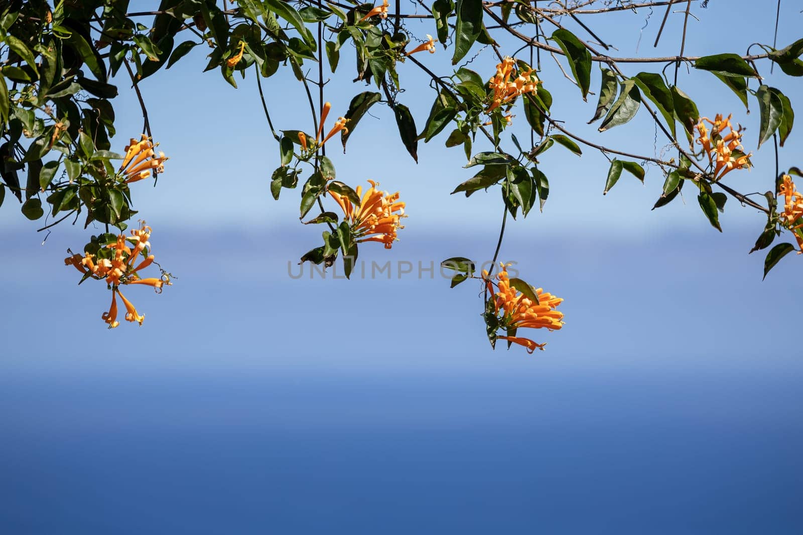An image of a vibrant array of colorful pyrostegia flowers against a backdrop of a tranquil ocean. Madeira, Portugal