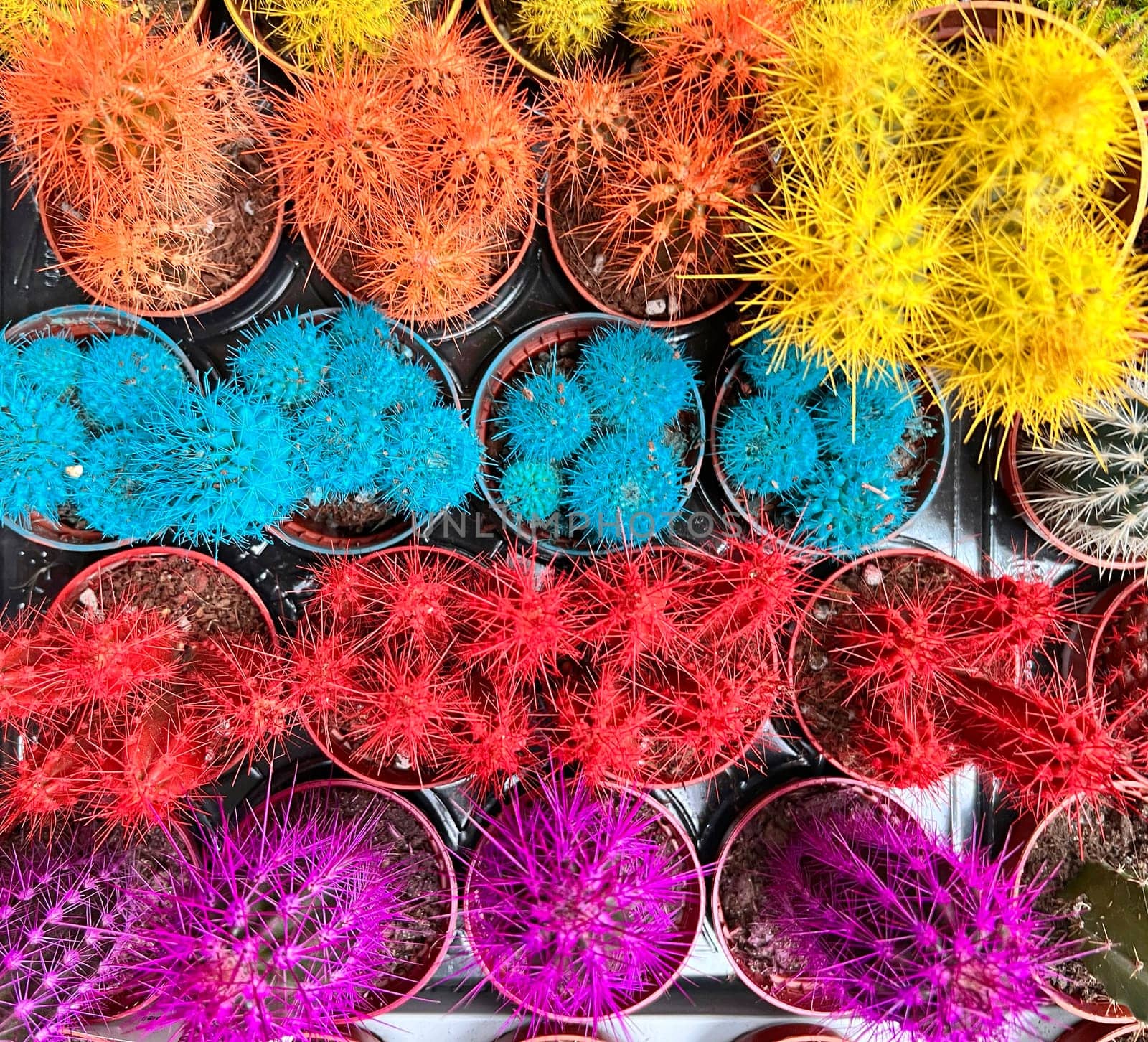 Various colored cacti plants in greenhouse. Various cacti on the shelf in store by Suietska