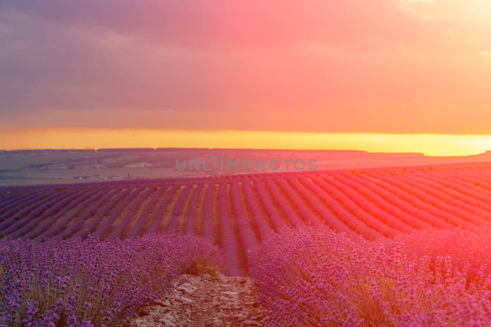 Sun is setting over a beautiful purple lavender filed. by Matiunina