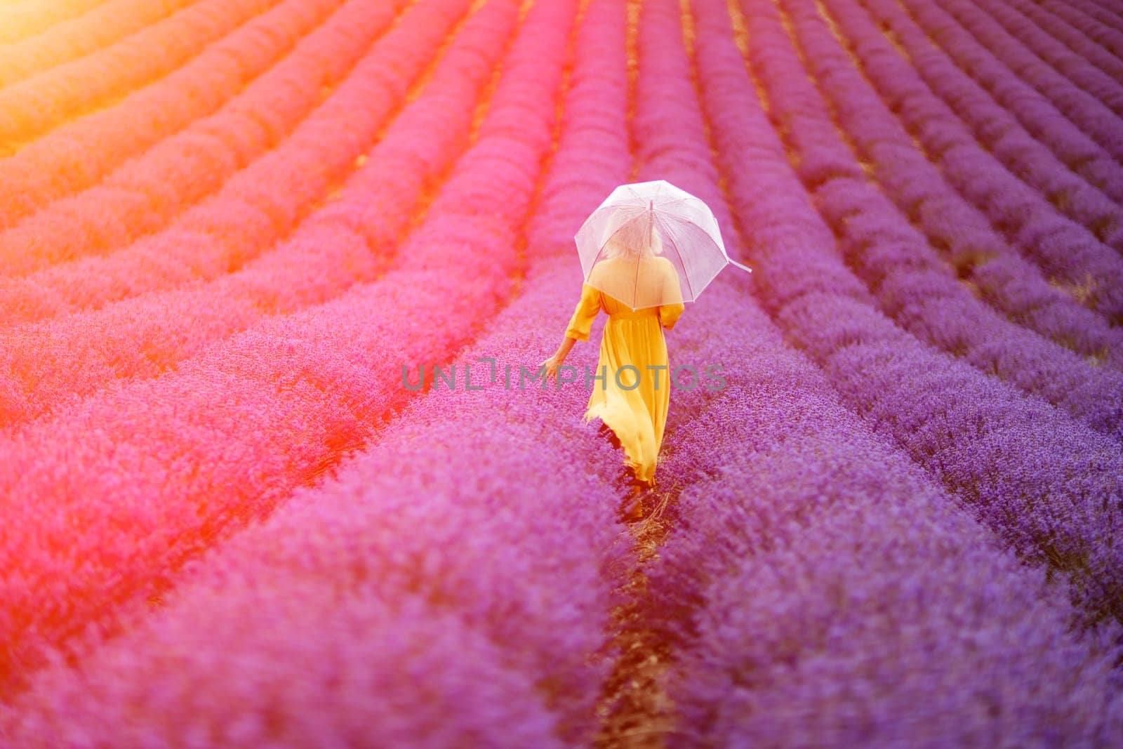 A middle-aged woman in a lavender field walks under an umbrella on a rainy day and enjoys aromatherapy. Aromatherapy concept, lavender oil, photo session in lavender.