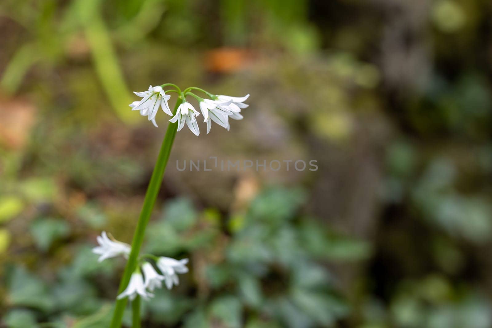 A closeup of white garlic flowers blooming on a stem in a natural outdoor setting