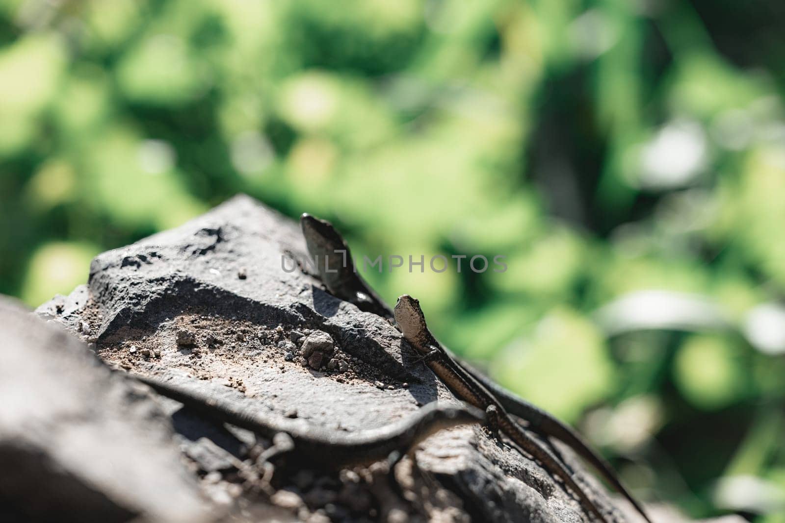 A closeup of a lizard on a stone