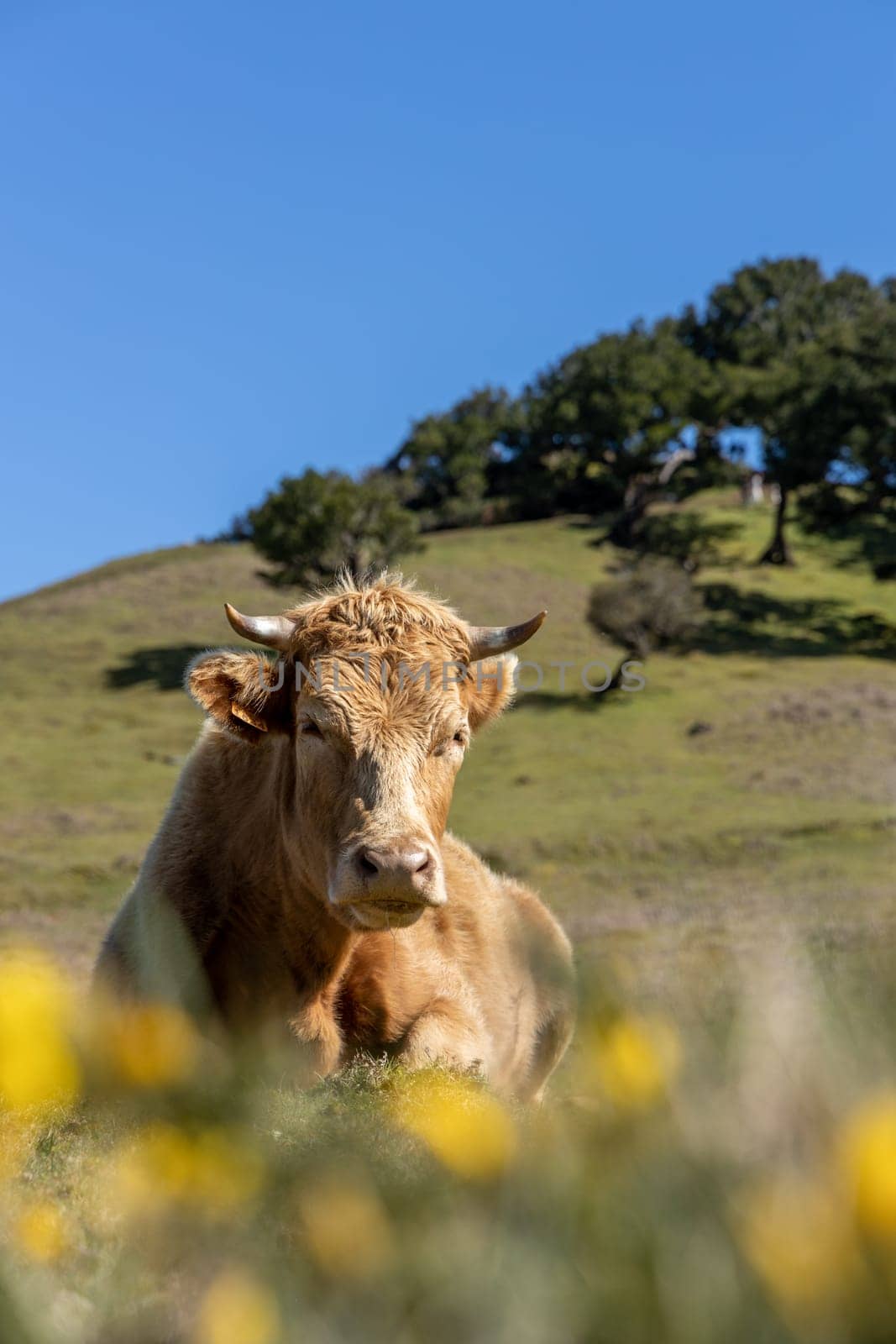 A bull in a lush, green meadow, with tall grasses swaying in the breeze