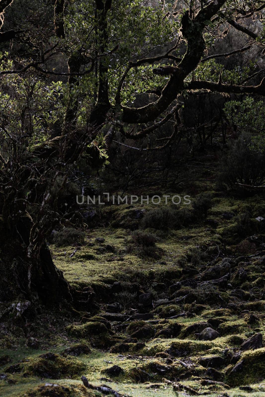 A peaceful and tranquil landscape featuring a lush green meadow in a forest of trees