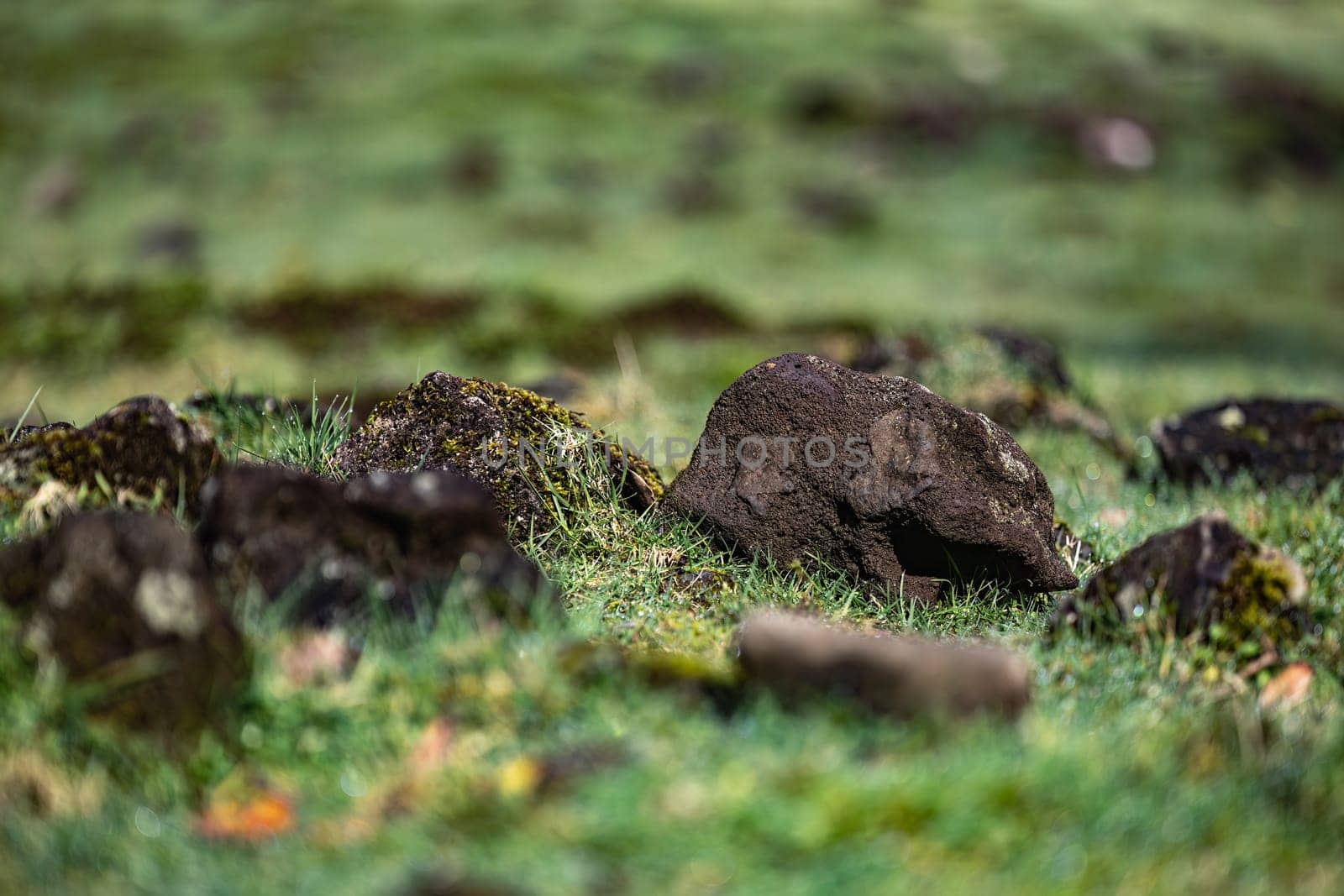 A scenic view of natural rocks covered in lush green moss, in a field of lush green grass and dirt