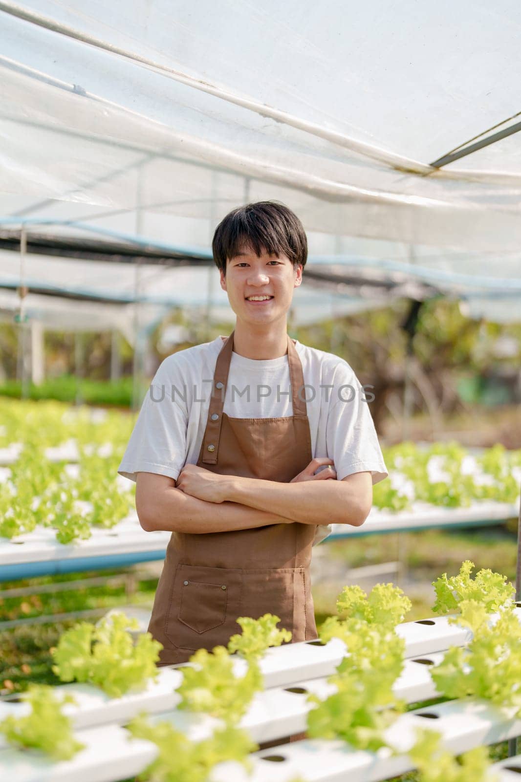 man Farmer harvesting vegetable from hydroponics farm. Organic fresh vegetable, Farmer working with hydroponic vegetables garden. by Manastrong