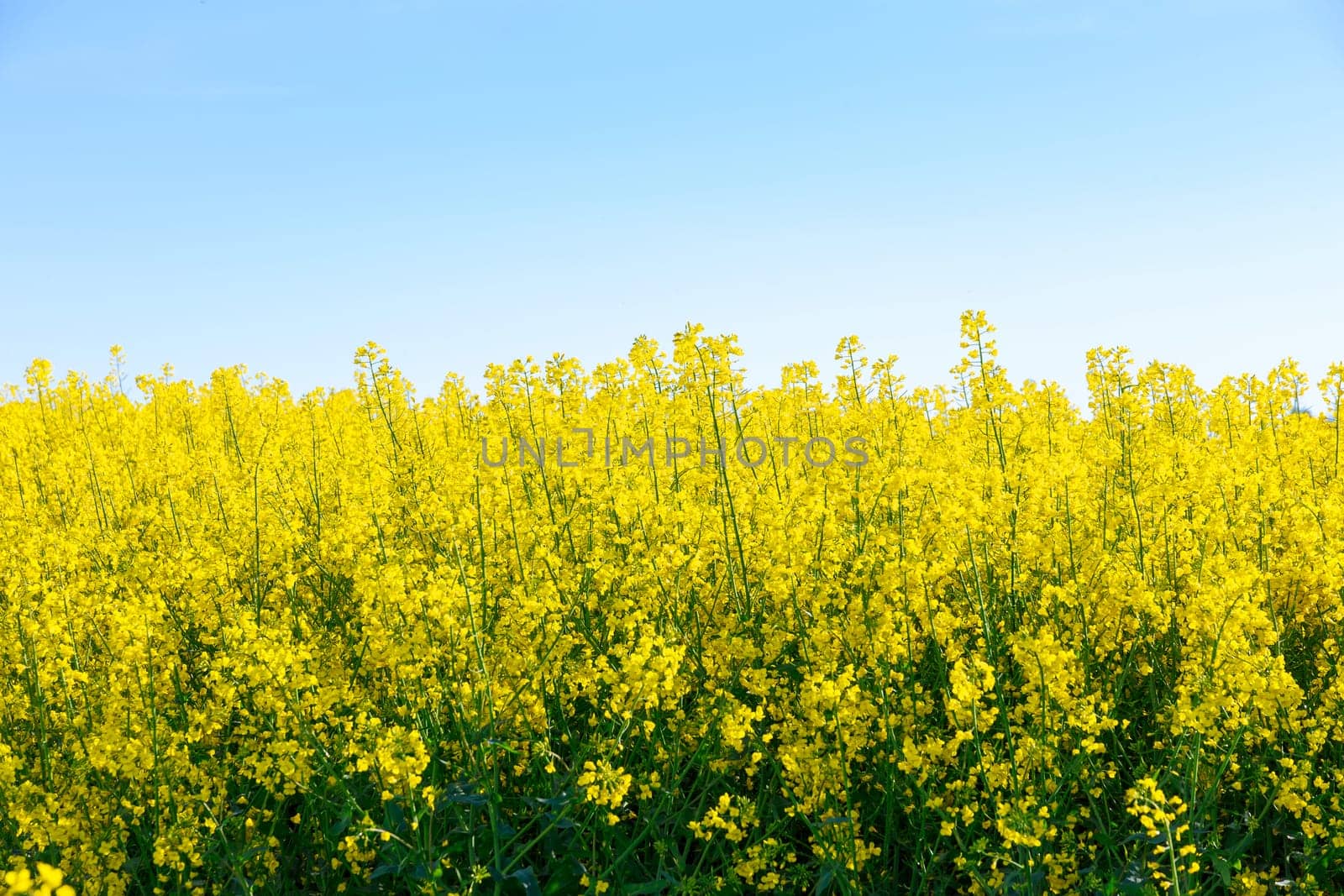 Yellow rape blossoms bloom on the plantations. Annual oil plant. Production of oil and biofuel. Agricultural market.