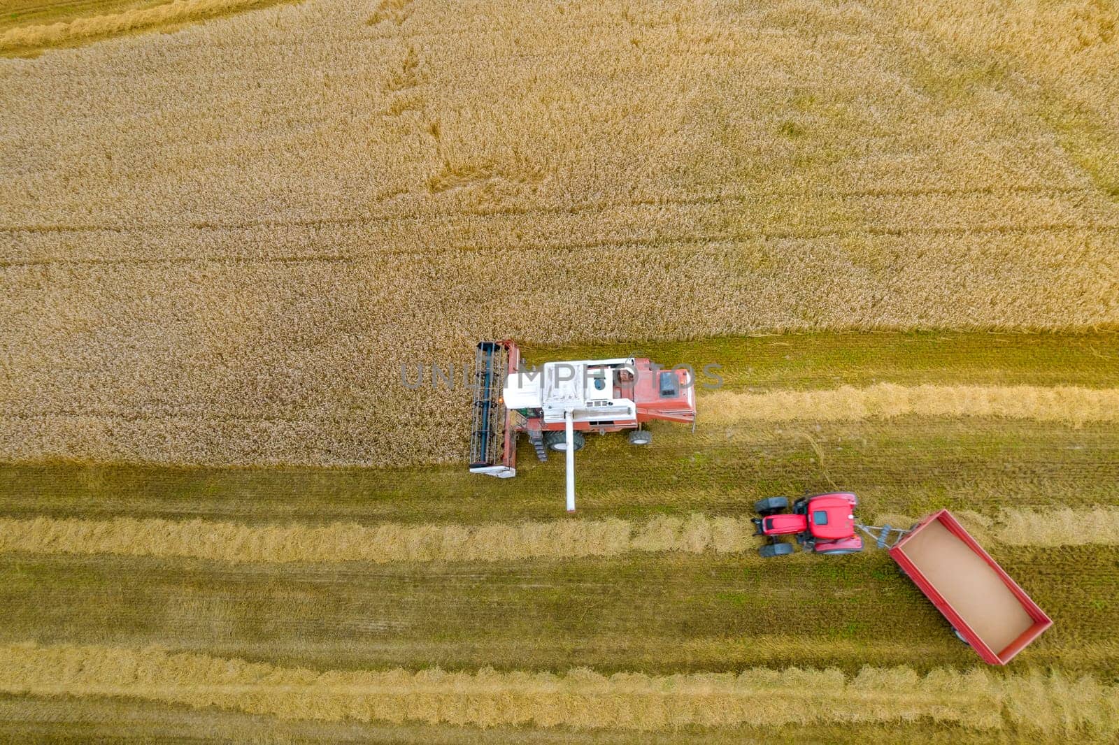 Top view of a combine harvesting wheat and a tractor with a trailer loaded with wheat. Summer harvest of grain in the field. High yield of wheat. Combine harvester work in the field.