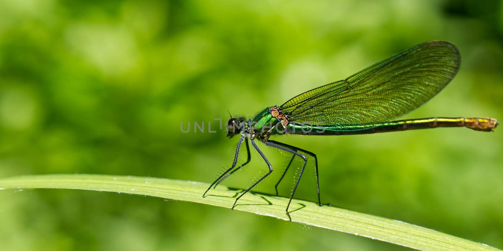 green dragonfly close up. Macro shots nature scene dragonfly. green dragonfly in the nature habitat by PhotoTime