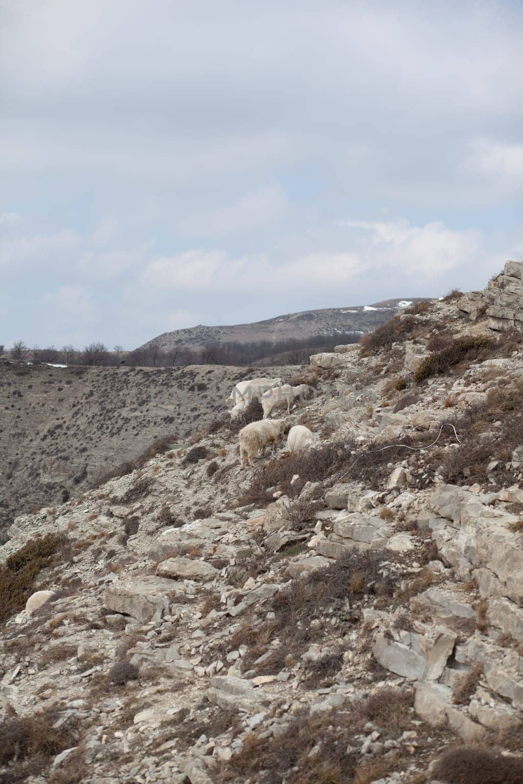 Goats are resting in the rocks on the mountainside. White goats walk and graze on a steep mountainside in Dagestan, Russia.