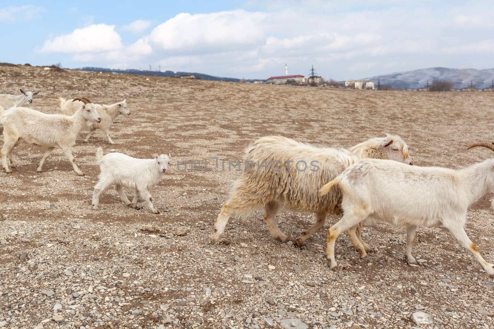 Goats are resting in the rocks on the mountainside. by AnatoliiFoto