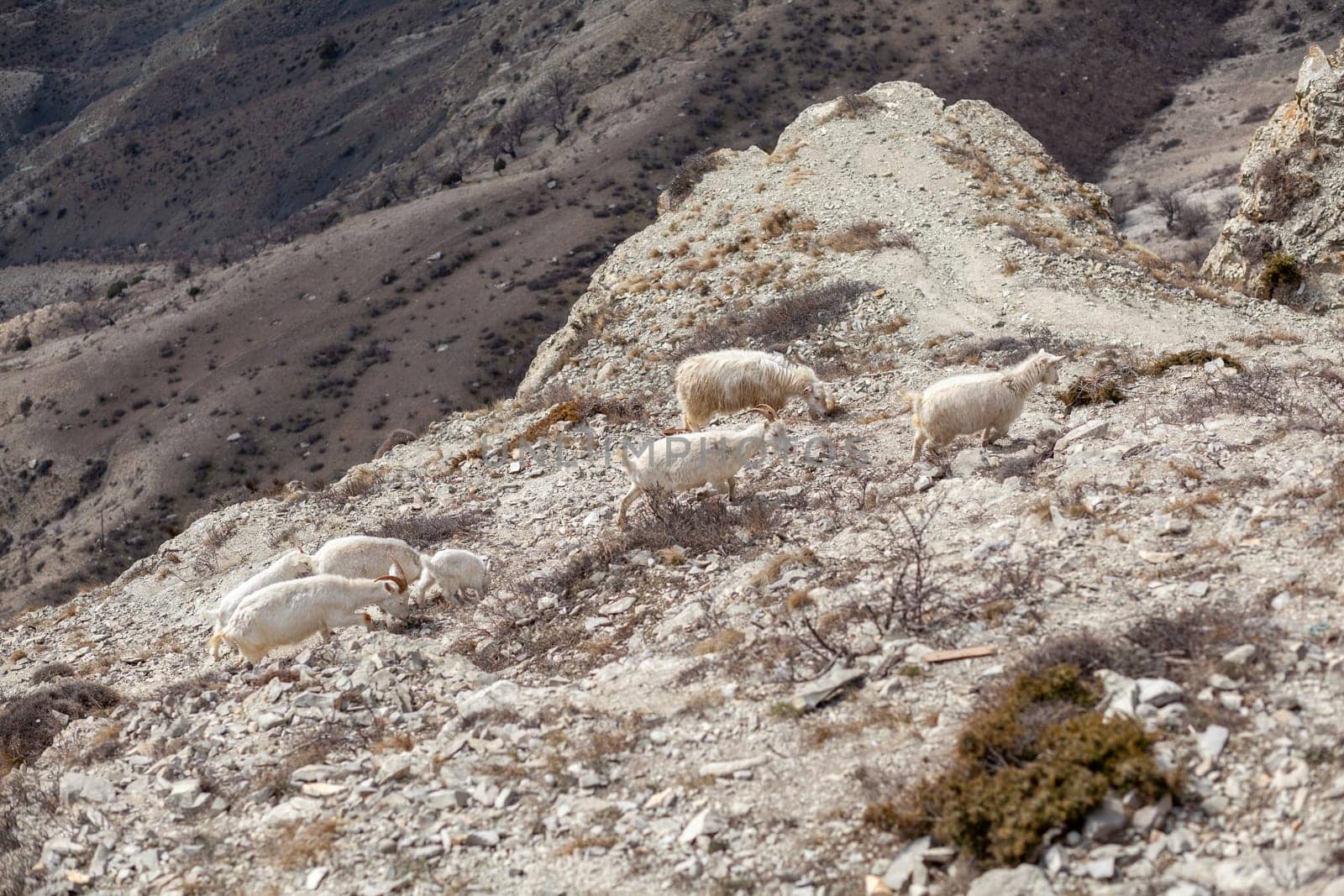 Goats are resting in the rocks on the mountainside. White goats walk and graze on a steep mountainside in Dagestan, Russia.