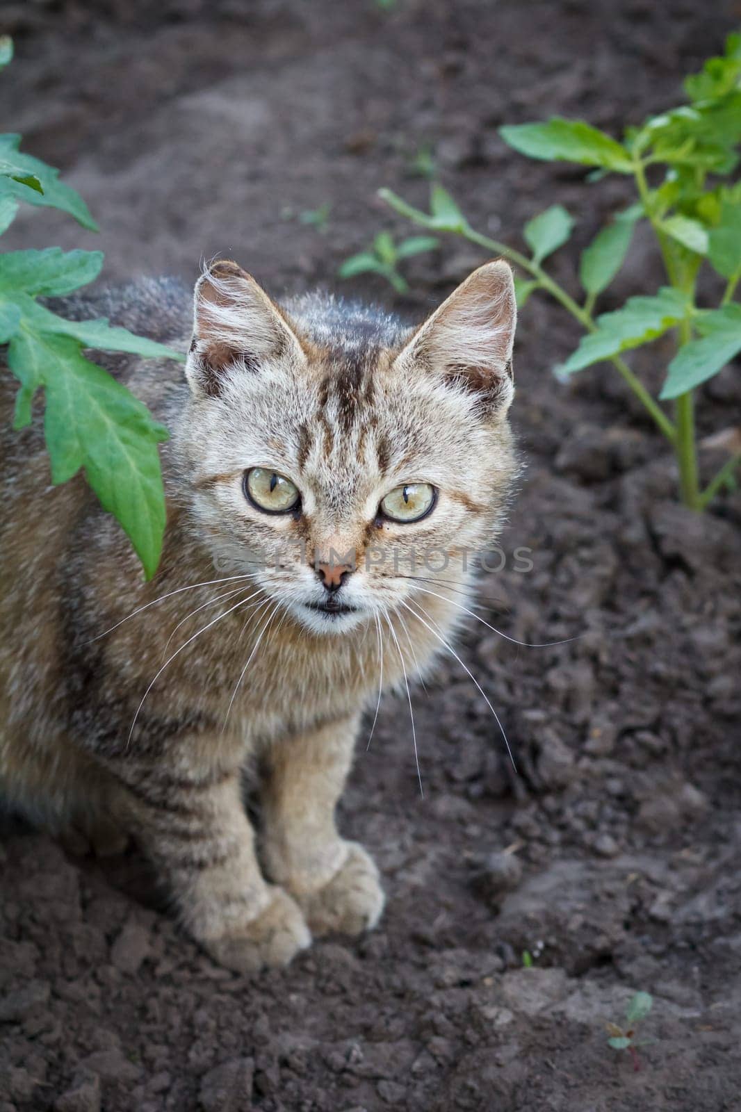 Young cat is sitting in the garden among the plants on a summer day.