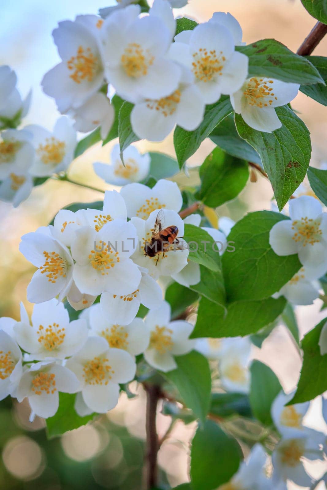 Blooming jasmine bush in sunny summer day. Jasmine flowers with a bee. Shallow depth of field.