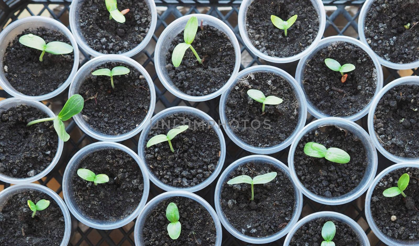 Vegetable agricultural background of newly sprouted young cucumber sprouts planted in plastic containers.