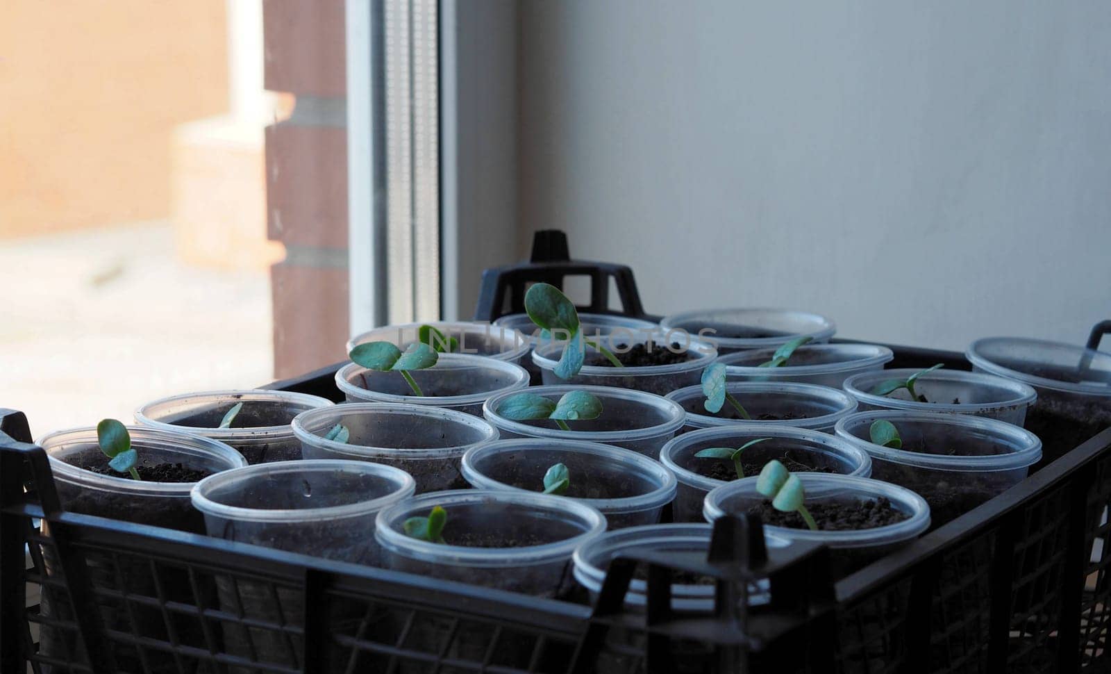 Plant background of newly sprouted young cucumber sprouts planted in plastic containers. Concept of growing organic vegetable seedlings and using plastic recycled products. by TatianaPink