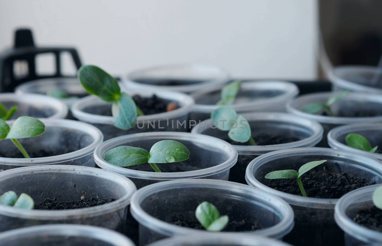 Plant background of newly sprouted young cucumber sprouts planted in plastic containers. Concept of growing organic vegetable seedlings and using plastic recycled products. by TatianaPink