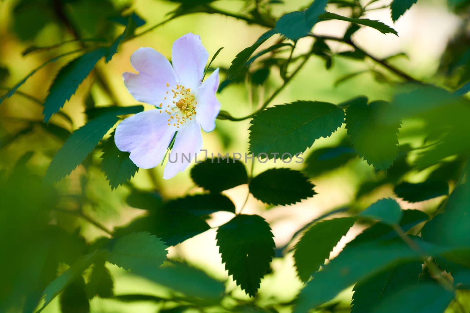 Wild rose with single, non double flowers, plant with useful berries