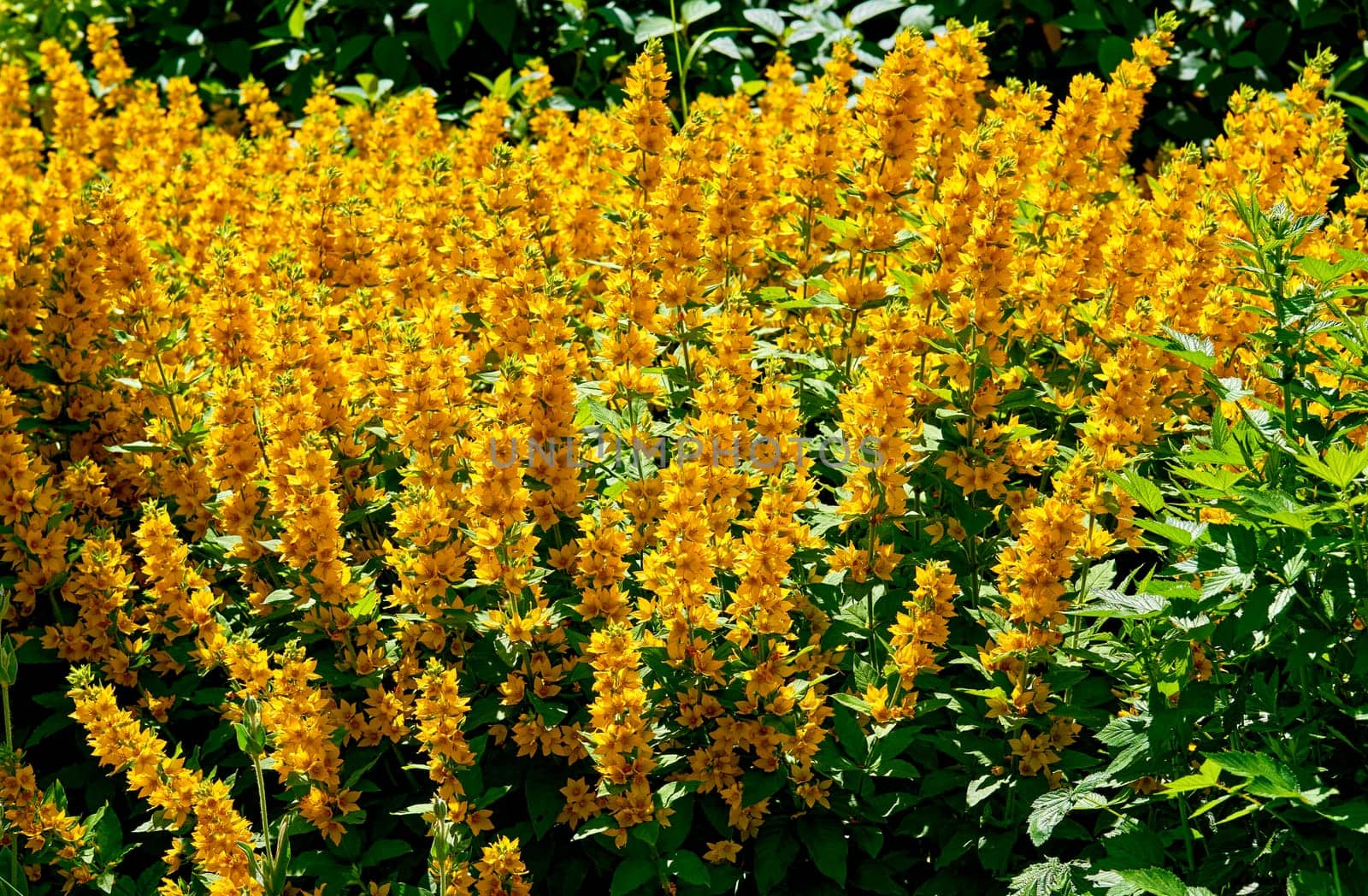 Thickets of wonderful yellow loosestrife flowers in the city park garden by jovani68