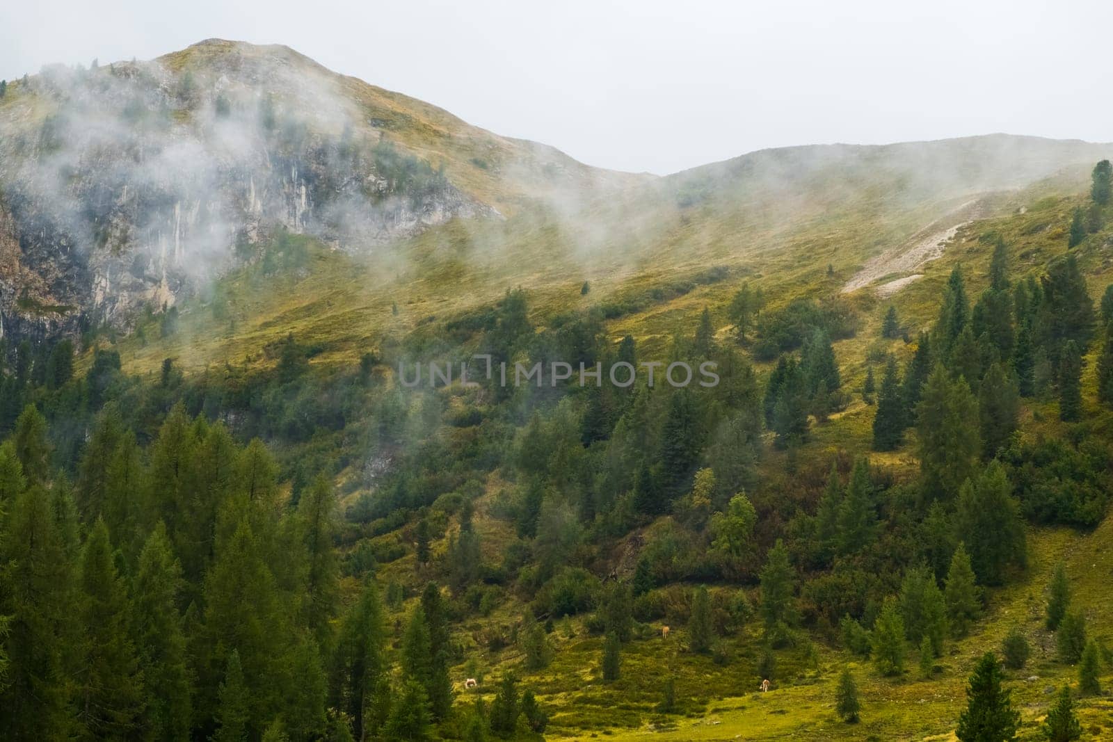 Mountains with high trees and green grass covered by clouds.