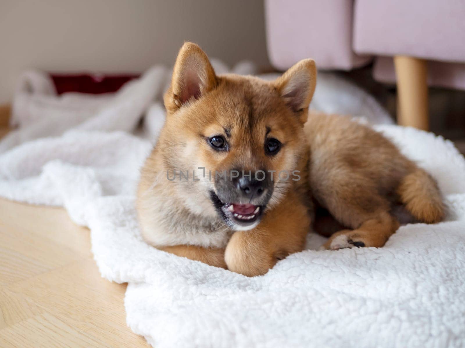 Portrait of cute Shiba Inu small dog, puppy, Close up. Dogecoin. Red-haired Japanese dog smile portrait. Illuminating color, cryptocurrency, electronic money. High quality photo